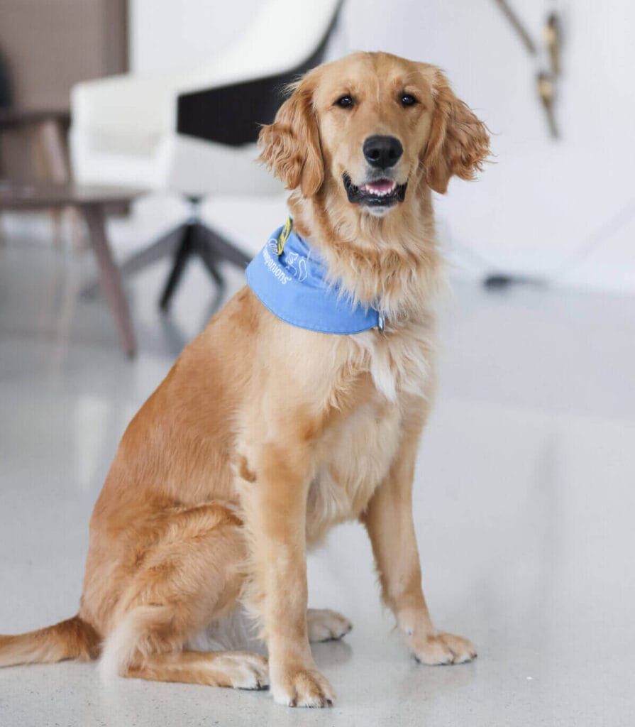 Nellie, the facility dog, from the Rehab Hospital smiling